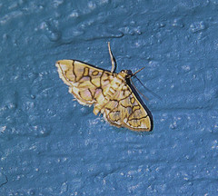 Pseudopyrausta acutangulalis