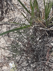 Nerisyrenia linearifolia