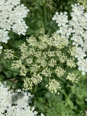 Selinum alatum
