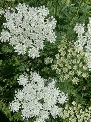 Selinum alatum
