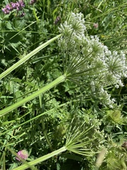 Selinum alatum