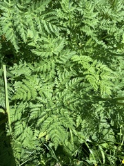 Selinum alatum