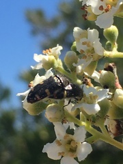 Acmaeodera holsteni