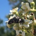 photo of Holsten's Flower Buprestid Beetle (Acmaeodera holsteni)