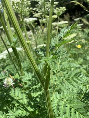 Selinum alatum