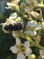 Acmaeodera holsteni