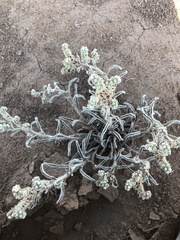 Oreocarya suffruticosa