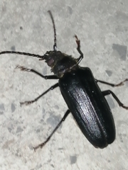 Aplagiognathus spinosus