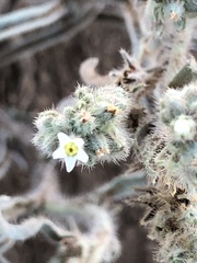 Oreocarya suffruticosa