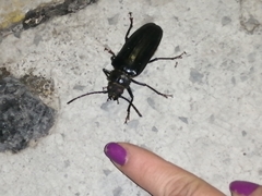 Aplagiognathus spinosus