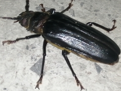 Aplagiognathus spinosus