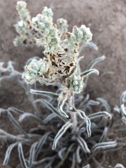 Oreocarya suffruticosa