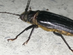 Aplagiognathus spinosus