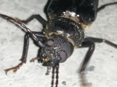 Aplagiognathus spinosus
