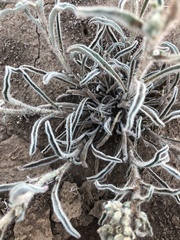 Oreocarya suffruticosa