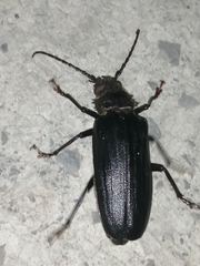 Aplagiognathus spinosus