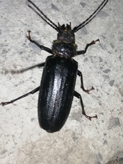 Aplagiognathus spinosus
