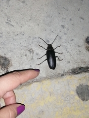 Aplagiognathus spinosus