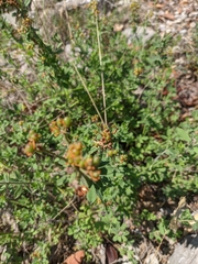 Dorycnium