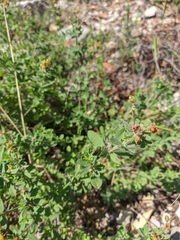 Dorycnium
