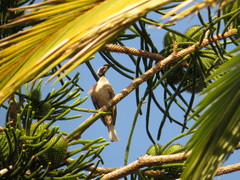 Philemon buceroides