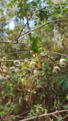 Achatocarpaceae