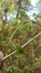 Achatocarpaceae