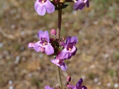 Penstemon lentus