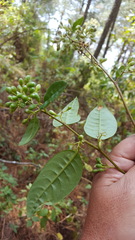 Achatocarpaceae