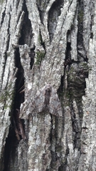 Catocala insolabilis