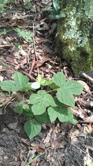Hylodesmum pauciflorum