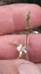 Hylodesmum pauciflorum