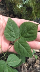 Hylodesmum pauciflorum