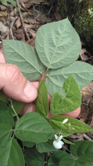 Hylodesmum pauciflorum