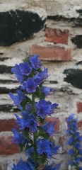 Echium vulgare