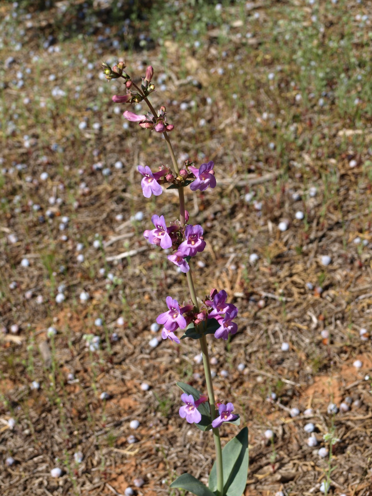 Penstemon lentus