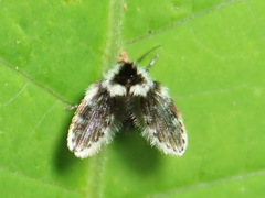 Lepiseodina conspicua