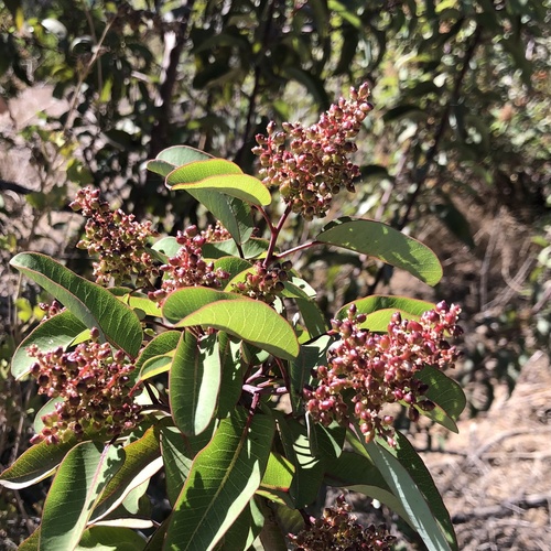 photo of Laurel Sumac (Malosma laurina)