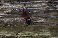 Xylophilus corticalis