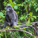 Shan Langur - Photo (c) Andrey, some rights reserved (CC BY-NC), uploaded by Andrey