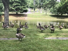 Branta canadensis