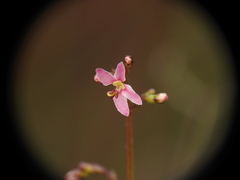 Stylidium ornatum
