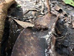 Adenomera hylaedactyla