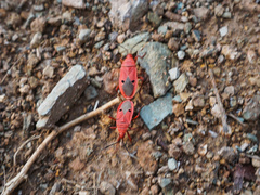 Probergrothius nigricornis
