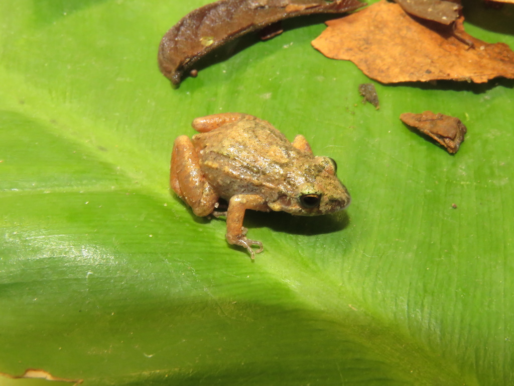 Goiás Tropical Bullfrog