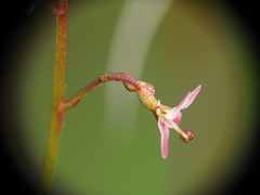 Stylidium ornatum