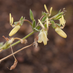 Pelargonium rapaceum