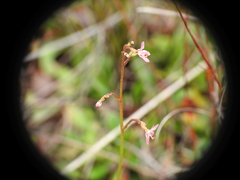 Stylidium ornatum