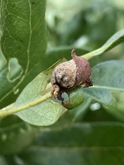 Homoeolabus analis