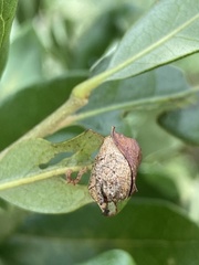 Homoeolabus analis